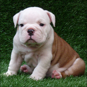 AVAILABLE BULLDOG PUPPIES FOR SALE