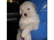 Adorabe and Cute Komondor Puppies for sale