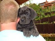 Stunning Great Dane Puppies for sale