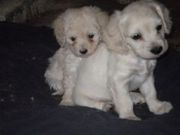 Cute And Adorable Cockapoo Puppies for sale