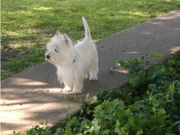 Baby West Highland White Terrier Puppies for sale