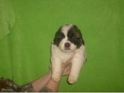 Adorabe and Cute Saint Bernard Puppies for sale