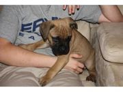 milkish and lovely Bullmastiff for Sale