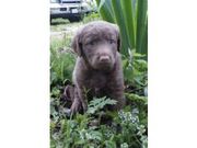 health and caring Chesapeake Bay Retriever for Sale
