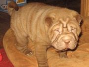 cute and caring Chinese Shar-Pei for Sale