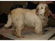 health Akc  looking Clumber Spaniel for Sale