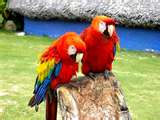 lovely macaw parrots for give away