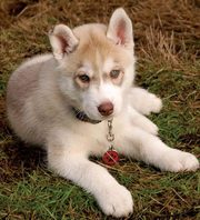  male siberian husky puppy for sale