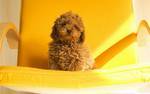 male toy poodle puppy for sale