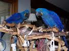 pair of macaw parrots and eggs